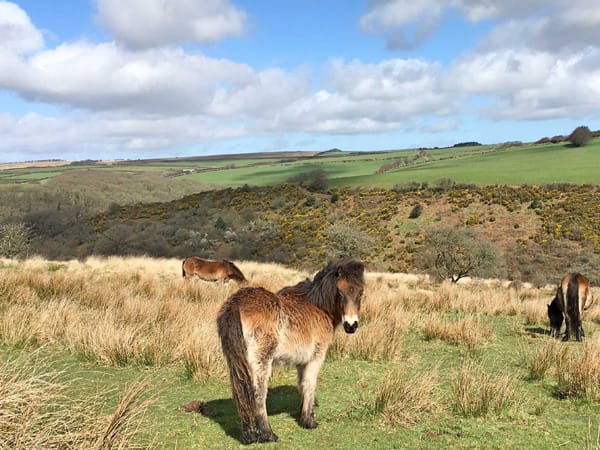 Exmoor Pony- Outreach, Visit Exmoor.jpg